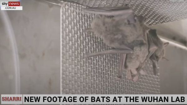 Newly Found Video Proves Wuhan Lab Kept Live Bats: WHO Investigation Wrong (Or Lied?)