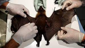 Whoa!!! Wuhan scientists, Daszak planned to release coronaviruses into cave bats 18 months before outbreak