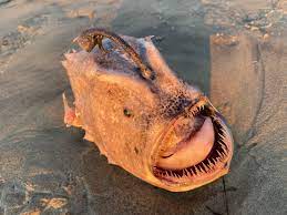Nightmare Fish Washes Up on California Shore. I’m Not Saying It’s the Apocalypse but…